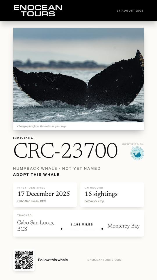 A real whale card from an Enocean Tours trip: humpback CRC-23700, identified by Happywhale, first identified in Cabo San Lucas and photographed 1,198 miles away in Monterey Bay